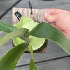 ビカクシダ　ブルービスタのサムネイル