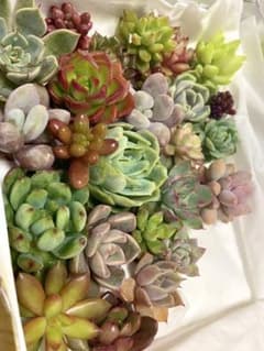 多肉植物 カット苗 寄せ植え用ミニ苗セットのサムネイル