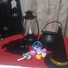 羊毛フェルト 黒猫とハロウィン