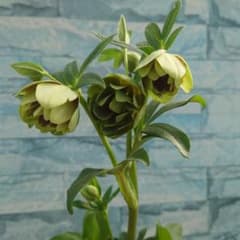 ☀️ クリスマスローズ開花株☀️ 5号ロングスリット鉢植え ☀️のサムネイル