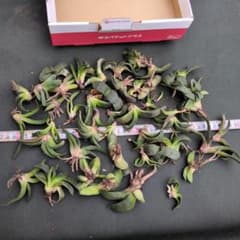 ガステリア　クズ苗のサムネイル