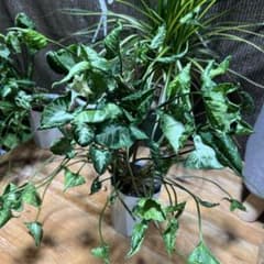 シンゴニウム ゴジラ斑入り観葉植物のサムネイル