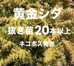 황금 고사리 고가네시다 색도 크기도 여러가지 묘목 20개 이상 고양이 포스 배송