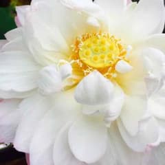 ちぃさま専用♡のサムネイル