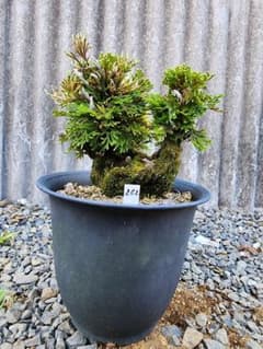 送料無料】25年物 岩松 イワヒバ 岩ヒバ 盆栽 山野草 高山植物 262②