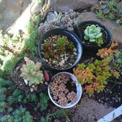 多肉植物　セダム　小梅　おもち　オーロラ　ルテオヴィリデ　レッドベリーのサムネイル