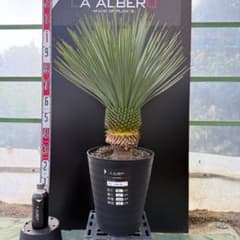 アルベロ プラス の出品した商品 - メルカリ