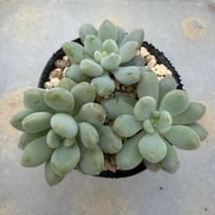 多肉植物 キャビア カット苗のサムネイル
