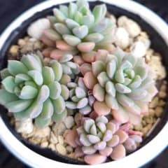 リンダリンダ ぼのぼのさん苗 抜き苗 多肉植物 B＆B 寄せ植えにも