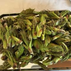【4/4発送商品】初物‼︎棘なしタラの芽　200gのサムネイル