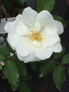 flower❤︎様専用のサムネイル