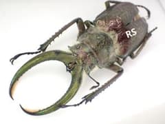 ギガンテウスシワバネクワガタ 標本 オス単品① - メルカリ