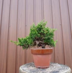 低樹高・枝張り見事】真柏 盆栽 素材 樹高16cm×横幅30cm - メルカリ