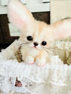 おチビちゃん♡フェネックベビー♡アートドール♡ぬいぐるみ♡ おチビちゃん♡フェネックベビー♡アートドール♡ぬいぐるみ♡ - メルカリ