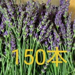 ラベンダー150本のサムネイル