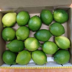 熊本県産　ハウスグリーンレモン　コンパクトBOX満タン　約1,3キロ現品のサムネイル