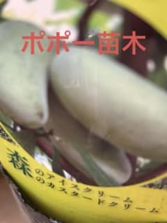 ポポー　苗木のサムネイル