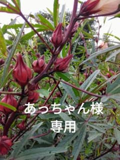 残りわずかなローゼルですのサムネイル