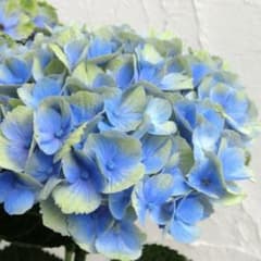 ブルーグリーンのあじさい 抜き苗 ネコポス - メルカリ