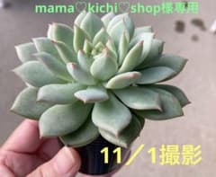 mama♡kichi♡shop様 リクエスト 3点 まとめ商品 - メルカリ