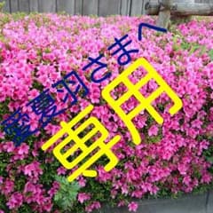 愛夏羽さま専用です♪のサムネイル