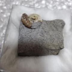 Promicroceras アンモナイト化石 約1.8億年前のサムネイル