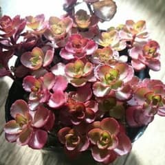 ドラゴンズブラット(多肉植物)のサムネイル