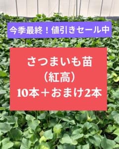 さつまいも苗（紅高）10本＋おまけ2本のサムネイル