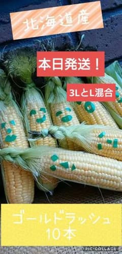 北海道産　とうもろこし　スイートコーン　ゴールドラッシュ10本入りのサムネイル