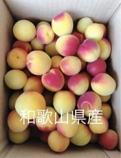 完熟梅　和歌山県産　紀州南高梅　4キロのサムネイル