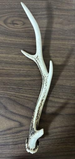 鹿の角(ニホンジカ)のサムネイル