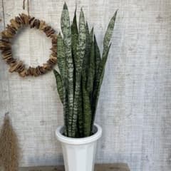 週末特価！2鉢価格！サンスベリア　ゼラニカ　苗　苗木　サンセベリア　7号　複数株 月曜特価！サンスベリア ゼラニカ 苗 苗木 観葉植物 7号鉢 複数株植え