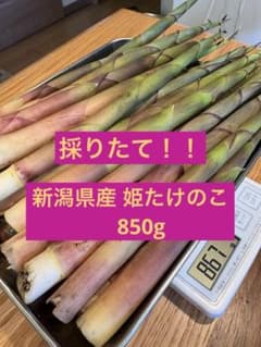 ☆新潟県産 姫たけのこのサムネイル