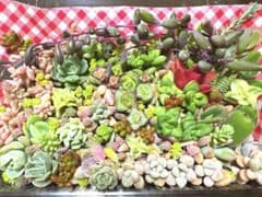 多肉植物　カット苗　詰め合わせのサムネイル