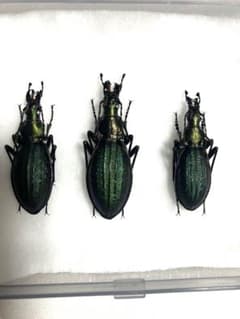 オオルリオサムシ　占冠村　2メス1オスのサムネイル
