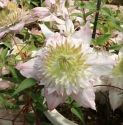 クレマチス　挿し木苗　666円より　苗状態確認中 クレマチス 挿し木苗 666円より 苗状態確認中 クレマチス挿木