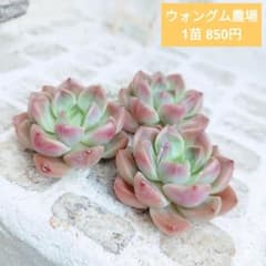 ウォングム農場◎セット⑨(5苗)エライナ入り◎多肉植物 カット苗 エケベリア等 ウォングム農場◎ヴェルディウム◎多肉植物 カット苗 輸入苗