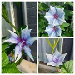 Morning glory (pearl sky blue) seeds, 7 seeds