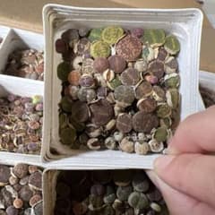 リトープス 抜き苗 1鉢分 - メルカリ