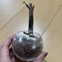 樹海の器のサムネイル