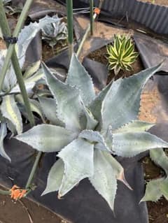 大株　直径70センチ　スカポサ　scaposa アガベ agave 大株 直径70センチ スカポサ scaposa アガベ agave - メルカリ