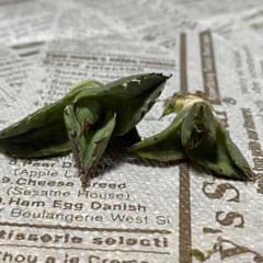 アガベ チタノタ ブラックパンサー 黒豹 2株のサムネイル