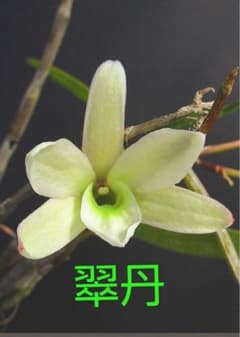 セッコク　富貴蘭　山野草 セッコク翠丹(兵庫県産)のサムネイル