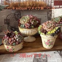 ❤︎アンティークリメイク鉢❤︎ そのまま飾れる多肉植物の寄せ植え