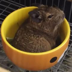 雪歌様専用ページのサムネイル