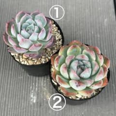 抜き苗セット 0513-4 - メルカリ