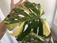 *品種保証*モンステラ・クリームブリュレのサムネイル