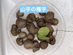 山芋の種芋画像のもののサムネイル