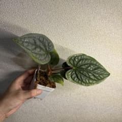 アンスリウム ルクスリアンス - メルカリ