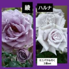 ラスト♥3苗set ハルナ 綾 ミニバラ♥バラ 薔薇 希少ご当地 バラ 苗